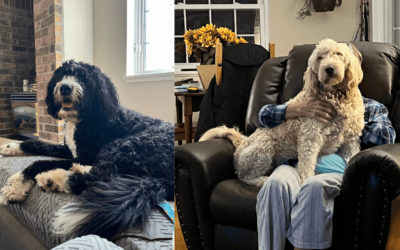 Grooming your Doodle