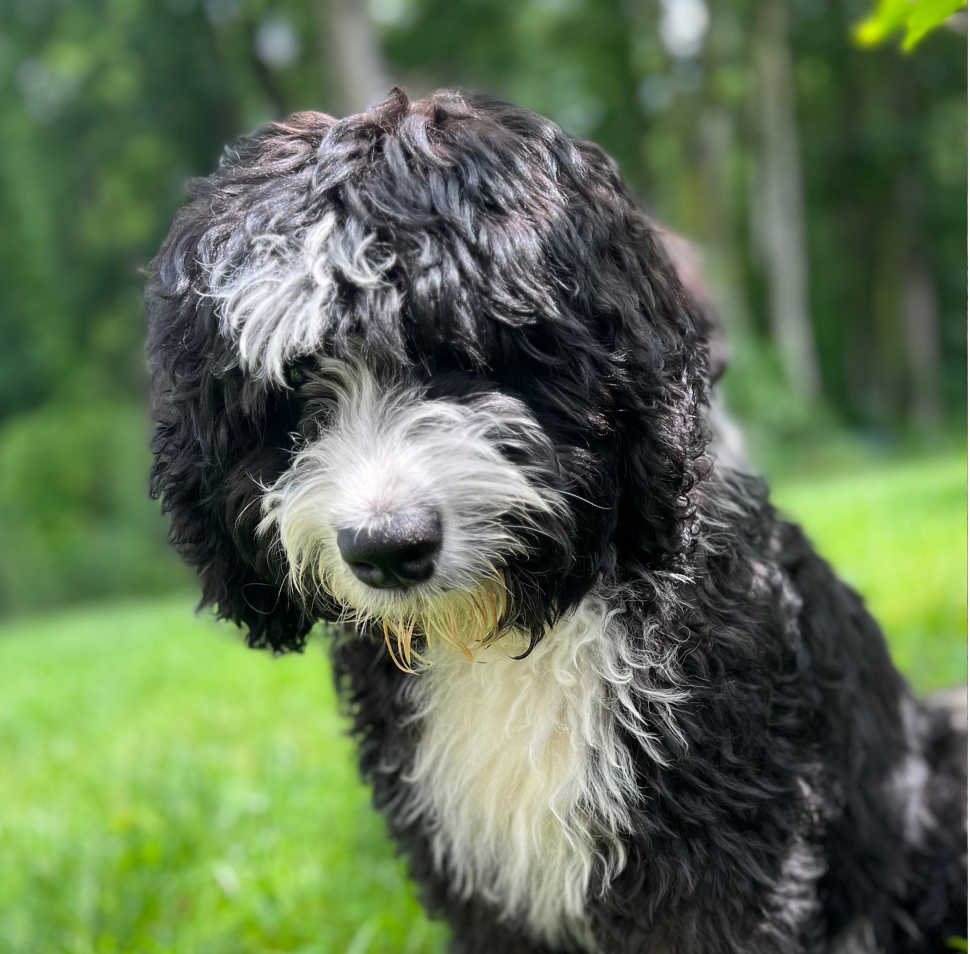 Cosmo the 2-month-old Bernedoodle puppy – showcasing the breed's early development and charm