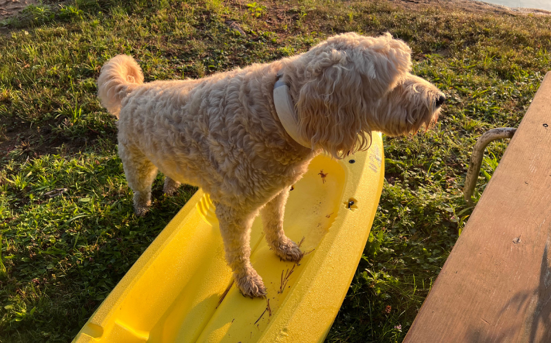 How to train your dog for stand-up paddleboard or boat – Vivi the Goldendoodle on training board